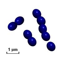 Gram-positive ovoid cocci drawing